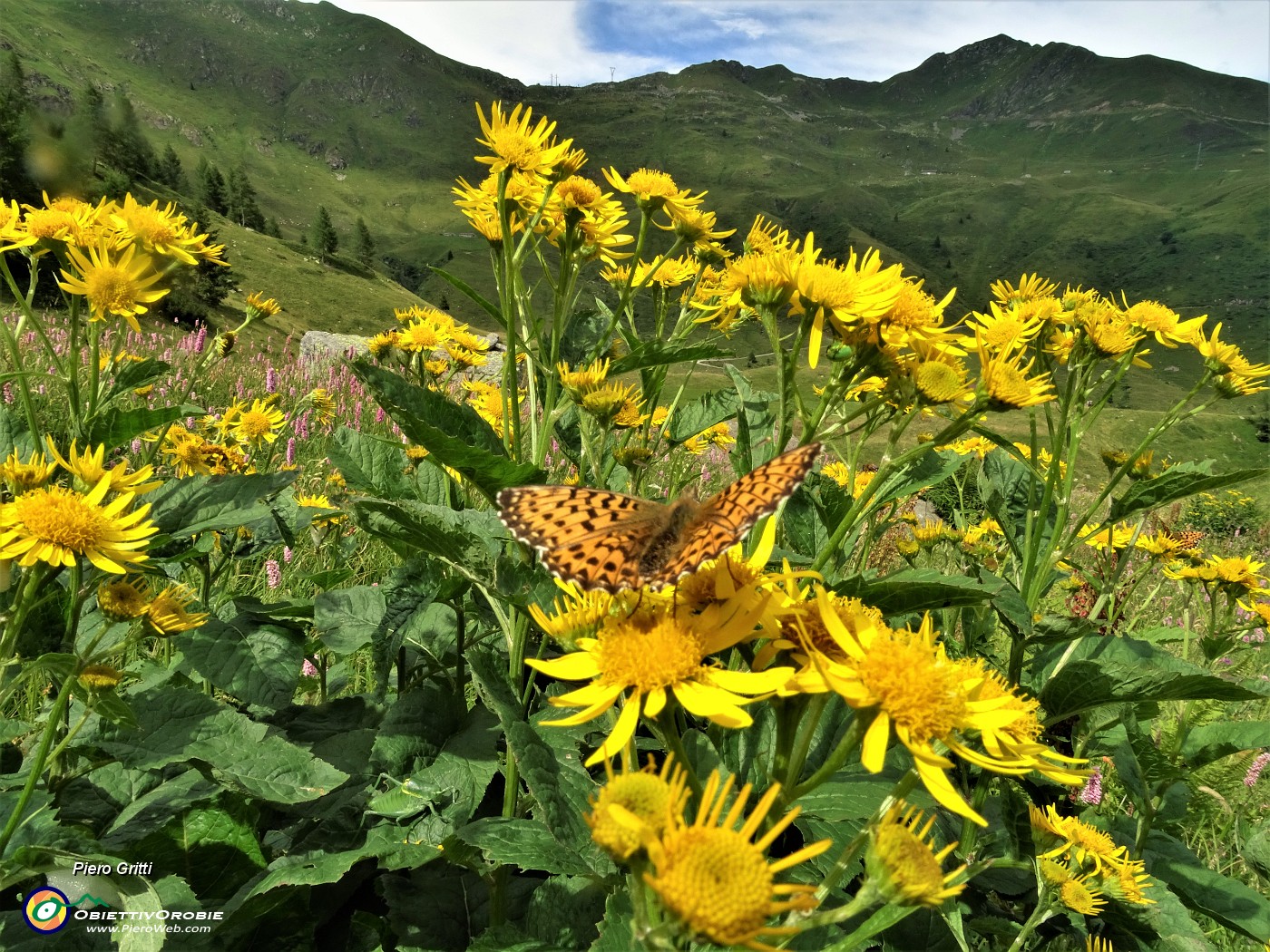 87 Senecio alpino (Senecio alpinus) con farfalla.JPG